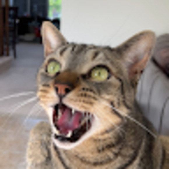 Meet your Posher, Lauren - Picture 1 of 1